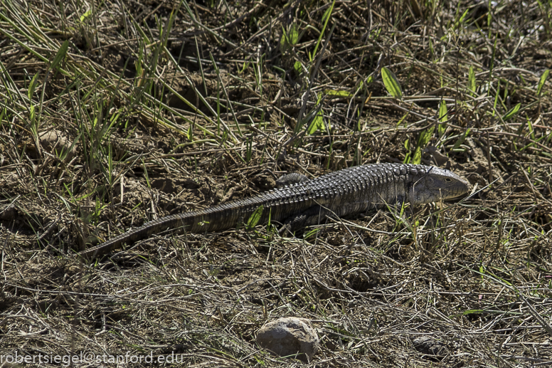 pantanal